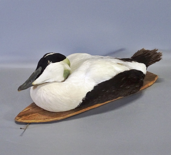 Uppstoppad fågel/vette "Ejderhane" 