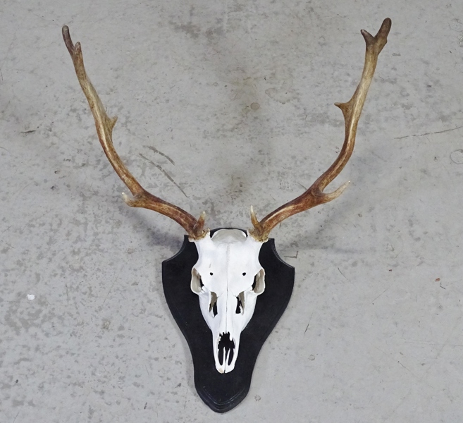 Jakt-trofé "Hjortdjur" Sverige