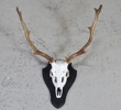 Jakt-trofé "Hjortdjur" Sverige