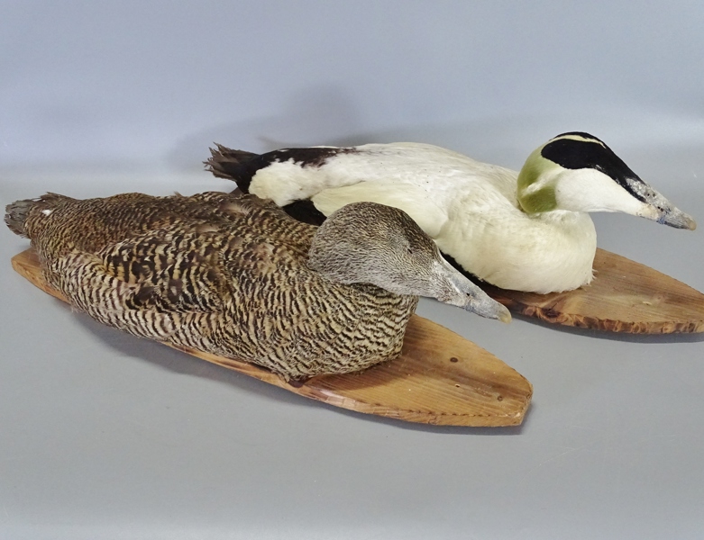 1 par vettar "Harstenavettar" 1900-talets andranhhälft