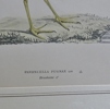1 par litografiska tryck, 1900-tal