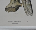 1 par litografiska tryck, 1900-tal