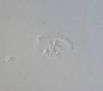 Matservis, "Japan/Krasse" Gustavsberg, sent 1800-tal