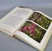 Bok,  Trädgårdsblommor, Erik Söderberg, Aktiebolaget Svensk litteratur, Stockholm, 1952
