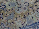 Matta, orientalisk