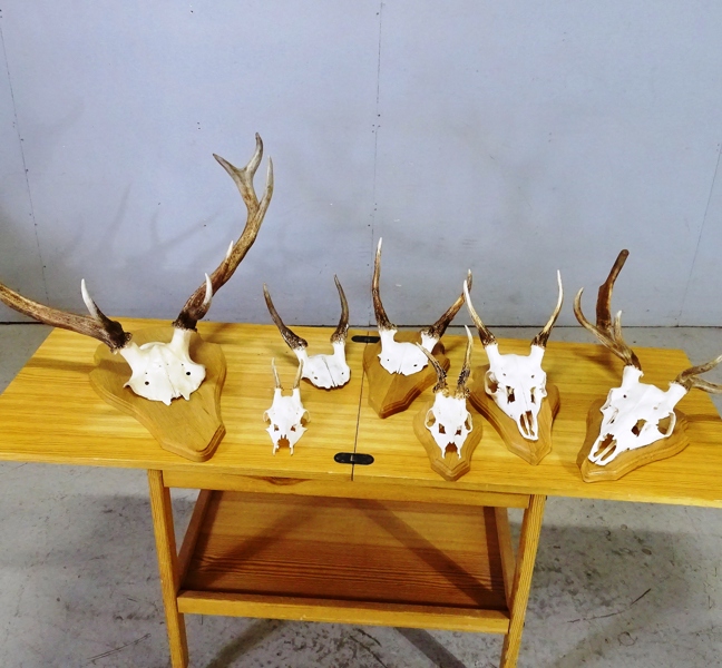 Parti jakttroféer, 7 delar