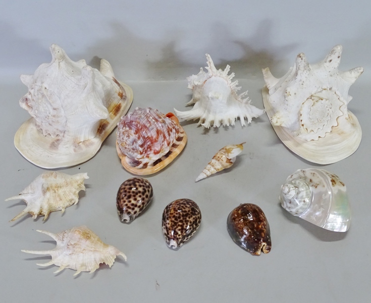 Parti snäckor, 1900-tal, 11 delar