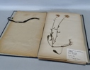 Herbarium, 1940-tal