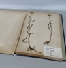 Herbarium, 1940-tal