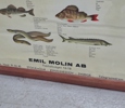 3 st. affischer "Söt- och saltvattenfiskar samt ätliga blöt- och skaldjur" Emil Molin AB Fiskhallen, Stockholm, 1900-tal